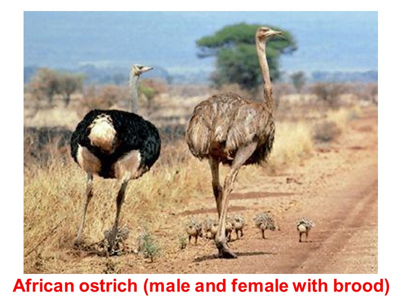 African ostrich (male and female with brood)